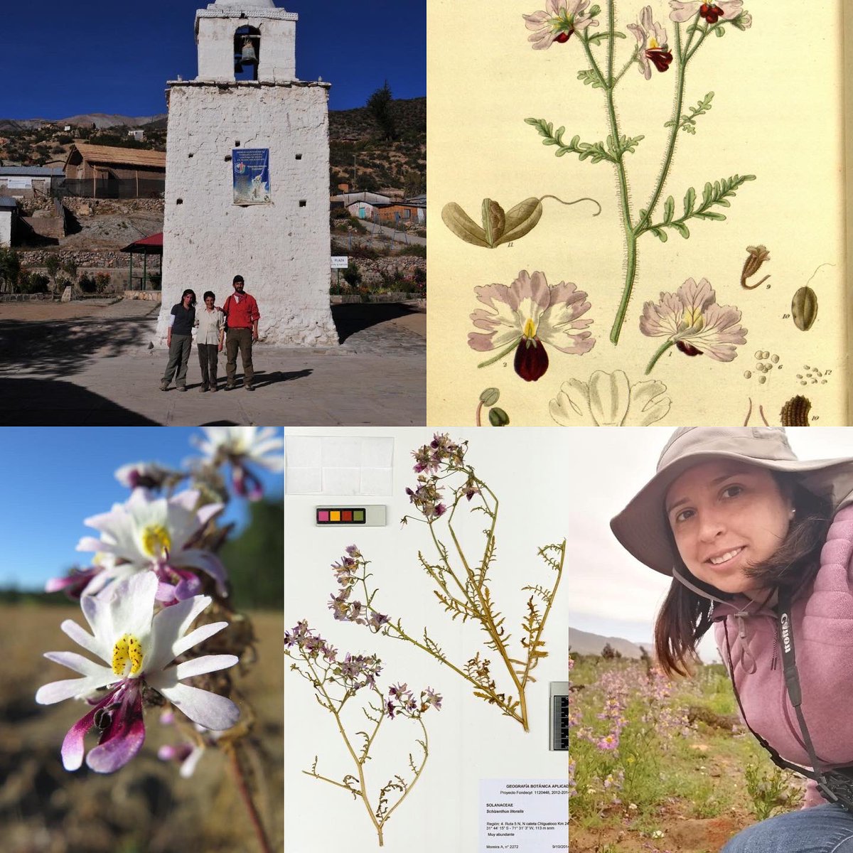 SOLseminars's tweet photo. Join #SolSeminarOnline this Friday, the 9th of December 2022 for Vanezza Morales’s talk titled “Schizanthus: the backstage of a synopsis and future perspectives”

🌼🌸🌺

For more information => https://t.co/xxRrMgGFLs https://t.co/UIDyFxJsL8