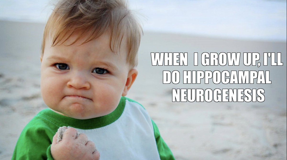 What do you want to be when you are grown up? Neuroepithelial progenitors already know! In my first first-author story in #Hippocampus, we used our published clonal and scRNAseq data to show an early fate bias of hippocampal neurogenesis precursors. doi.org/10.1002/hipo.2… 1/n