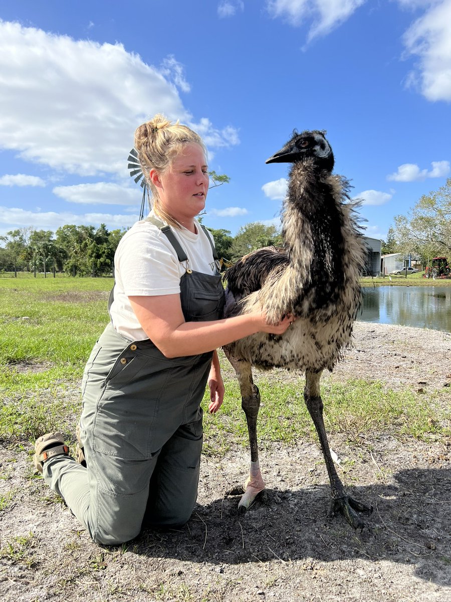 Emmanuel Todd Lopez has been walking without his sling for over a week now, he has daily walks out in the pasture and really enjoys it! He can now stand up completely on his own, turn around on his own, and correct himself whenever he loses balance. This bird is INCREDIBLE🥲