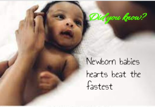 The average resting heartbeat for a newborn child is 190 beats per minute.
#BHwellnessandfitnessconcepts
#heartfacts
@https://indianapublicmedia.org/amomentofscience/heart-rate-babys-heart-rate.php