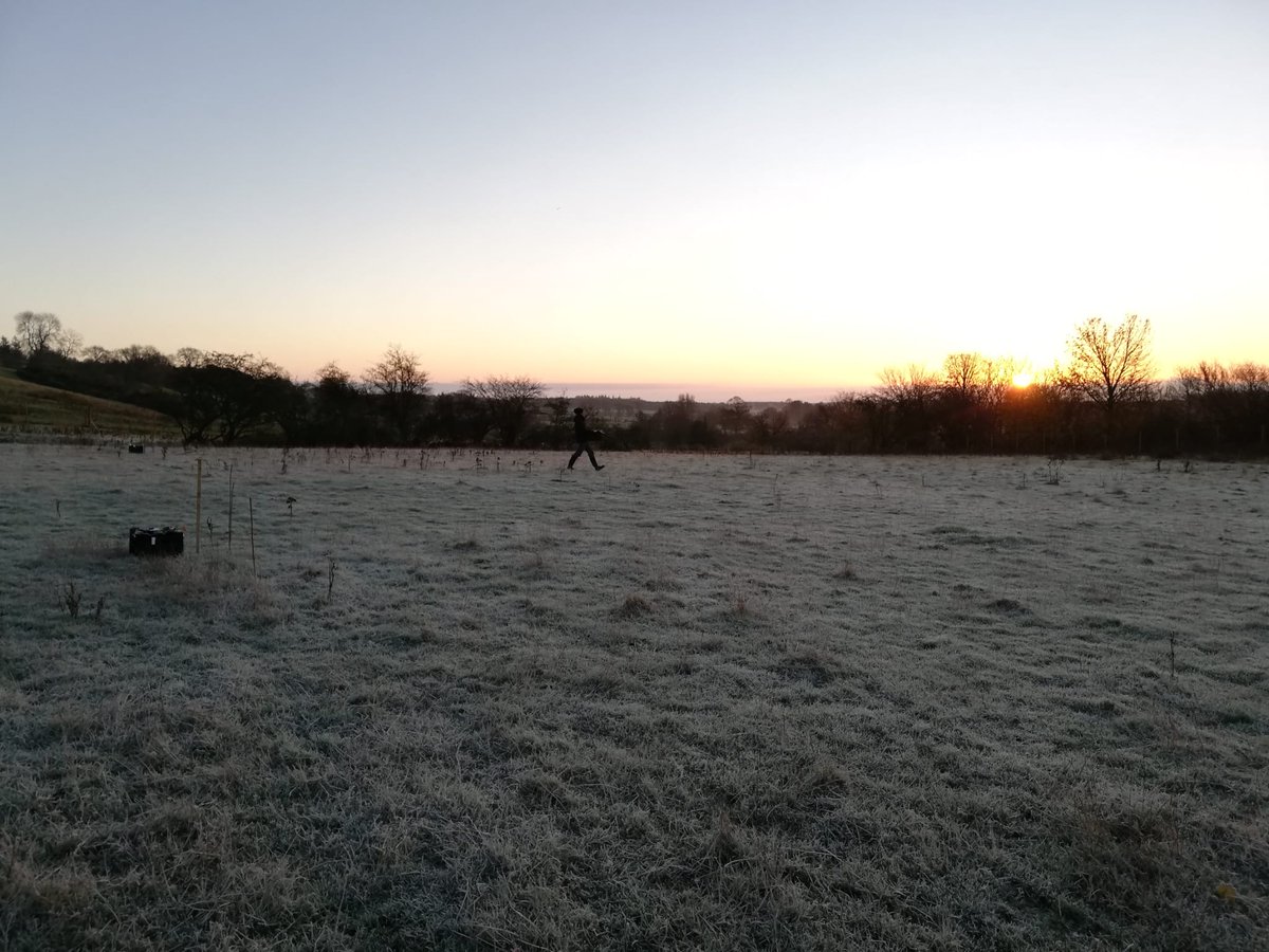 FutureTreesUK's tweet image. A very frosty start to planting Sycamore in Leyburn last week! ❄️ ❄️ 
Luckily this is only surface frost so we were able to dig nicely to plant more progeny trials.
Work kindly supported by @VasternTimberUK  

#treeresearch #progenytrials