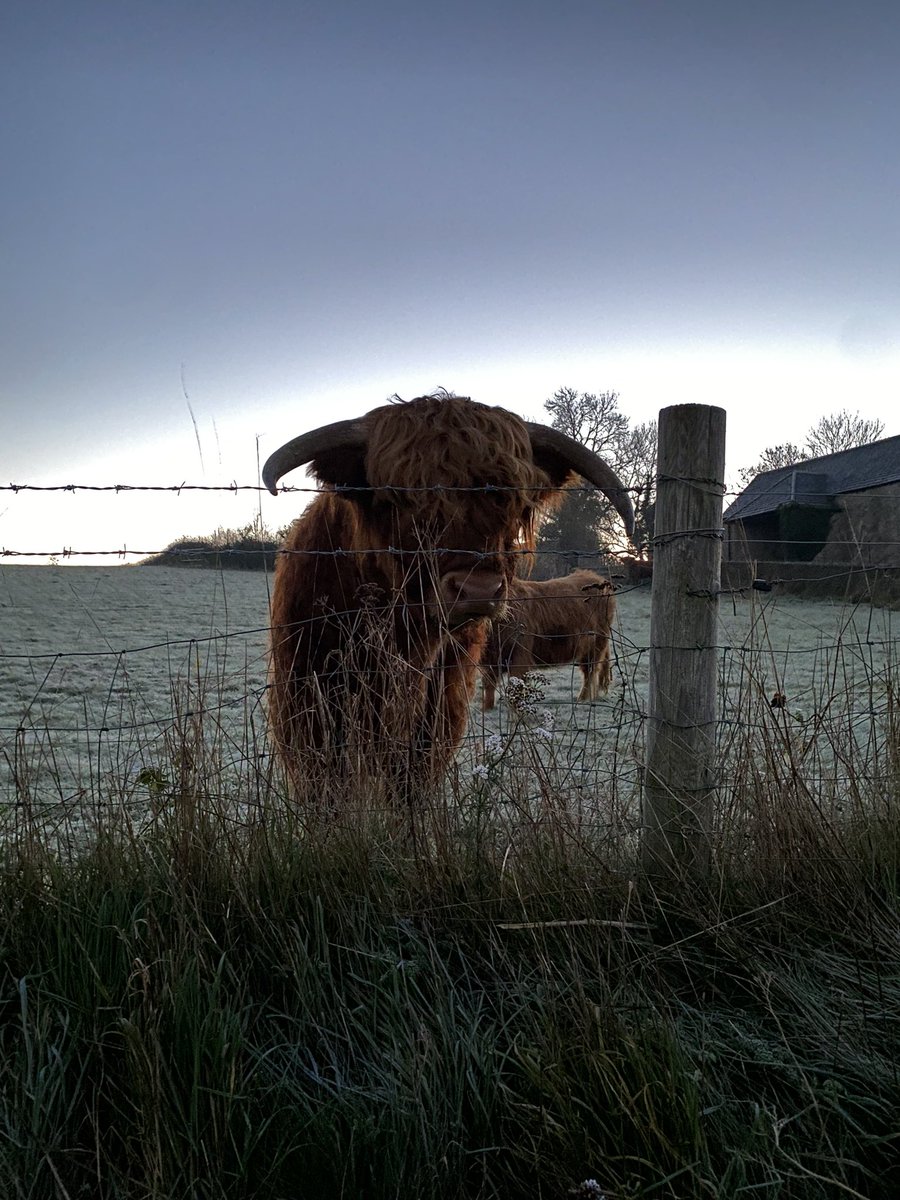 JulianGWatkins's tweet photo. @onthefarmc5 Black Labs, Highland Bull and a cold moon.  Julian, Avening, Gloucestershire. https://t.co/4nNlTRu4UV