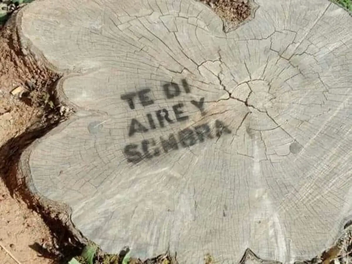 Sin palabras... 🌳