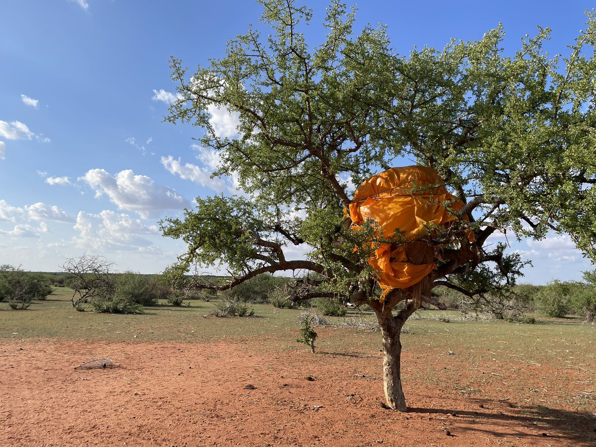SandraBulling1's tweet photo. Baumhaus oder Zwischenlager? Wenn die Menschen aus #Garissa, #Kenia auf der Suche nach Weideland für ihr Vieh sind, dann lassen sie ihre Hütte sorgfältig zusammengepackt auf einem Baum zurück. In den Dürregebieten gibts unzählige solcher Baumwipfelzwischenlager #KampfgegenHunger https://t.co/jUDBLDCIsK