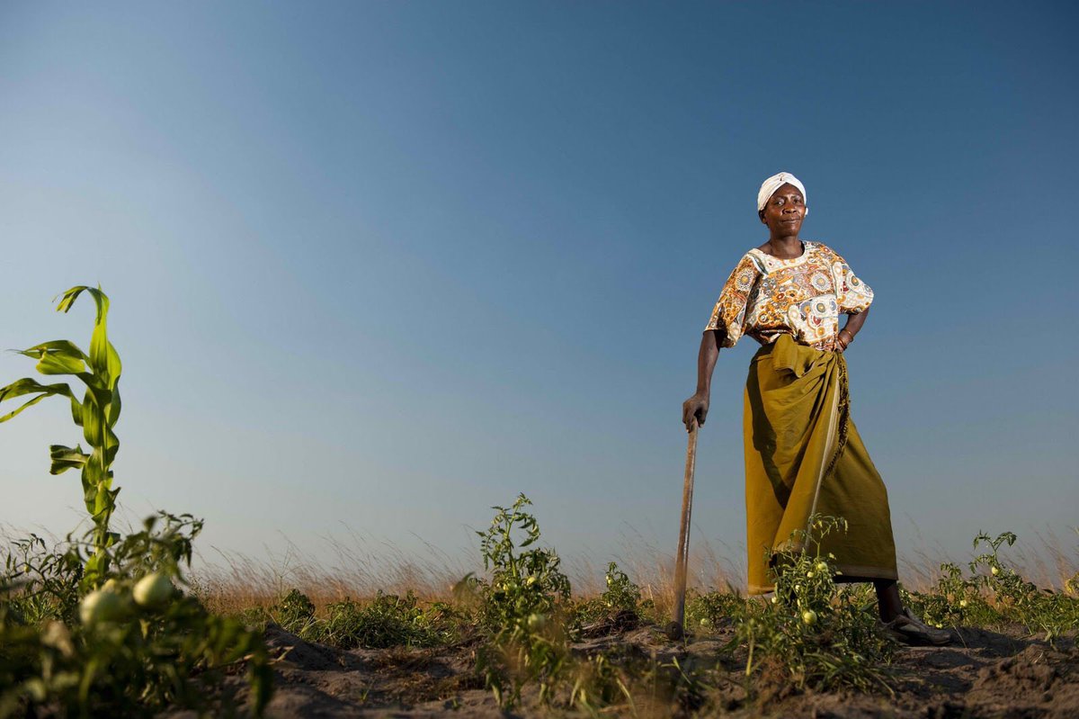 Most farmers in climate-affected countries are women. Most left behind after climate disasters are women. Most importance should thus be put on including women in climate, peace and security solutions. 

#climatesecurity #gender

Find out how here 👇🏽

peacemaker.un.org/sites/peacemak…