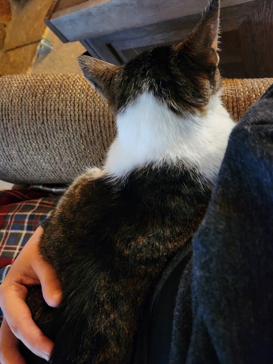s_truex's tweet photo. COVID Day 12: Finally testing negative - so I can cuddle with this cranky baby who was exiled from my lap for the last 11 days. https://t.co/uxsBT3hHEC