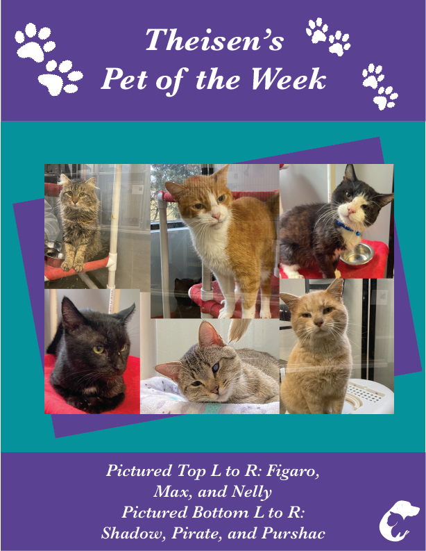 Dubuque Regional Humane Society (@dubuquehumane) on Twitter photo We couldn’t decide on just one of us to be Theisen's Pet of the Week, so here’s a group of us. We are all Feline Immunodeficiency Virus (FIV) positive, but that doesn’t mean that we aren’t able to live long and healthy lives! Stop in and ask a staff member about us today! We couldn’t decide on just one of us to be Theisen's Pet of the Week, so here’s a group of us. We are all Feline Immunodeficiency Virus (FIV) positive, but that doesn’t mean that we aren’t able to live long and healthy lives! Stop in and ask a staff member about us today!