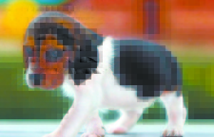 If my beagle buddy could speak now, I believe he'd say... "Spread the Love!"

My profound experience with an adorable, roaming beagle:
dennashelton.com/blog/

#spreadthelove #iamchoosinglove #chooselove #IAM #WednesdayMotivation #WednesdayWisdom  #dennajshelton