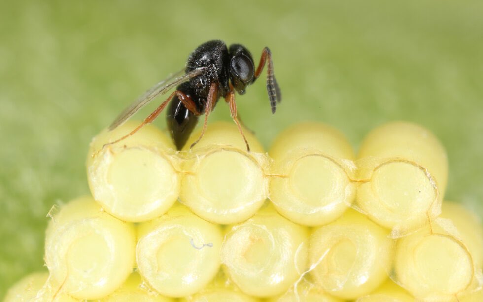 Dit jaar introduceerden wij een nieuwe sluipwesp tegen de Nezara wants. De eerste ervaring zijn goed! Lees hieronder het hele artikel in <a href="/OnderGlas/">Vakblad Onder Glas</a> 

bit.ly/3F46Wpj
