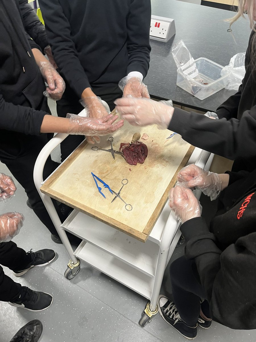 tritashke's tweet photo. All hands on board when learning about structures of the heart, lungs, kidneys and we even had an eye ball! #Science #Biology @WCHSScience https://t.co/LcZcP2zypp