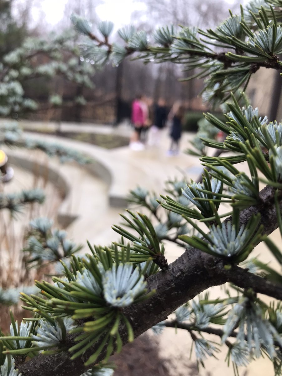 Like the students who play around her, this tree is showing a lot of growth #trinitylearns