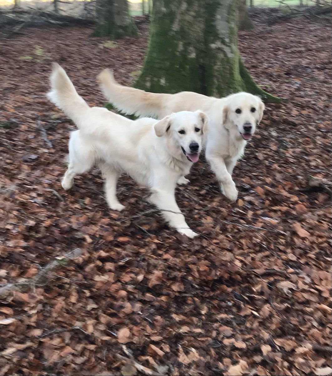 The girls in their happy place. Love the woods. Going to be hard to tell them apart soon 🤔