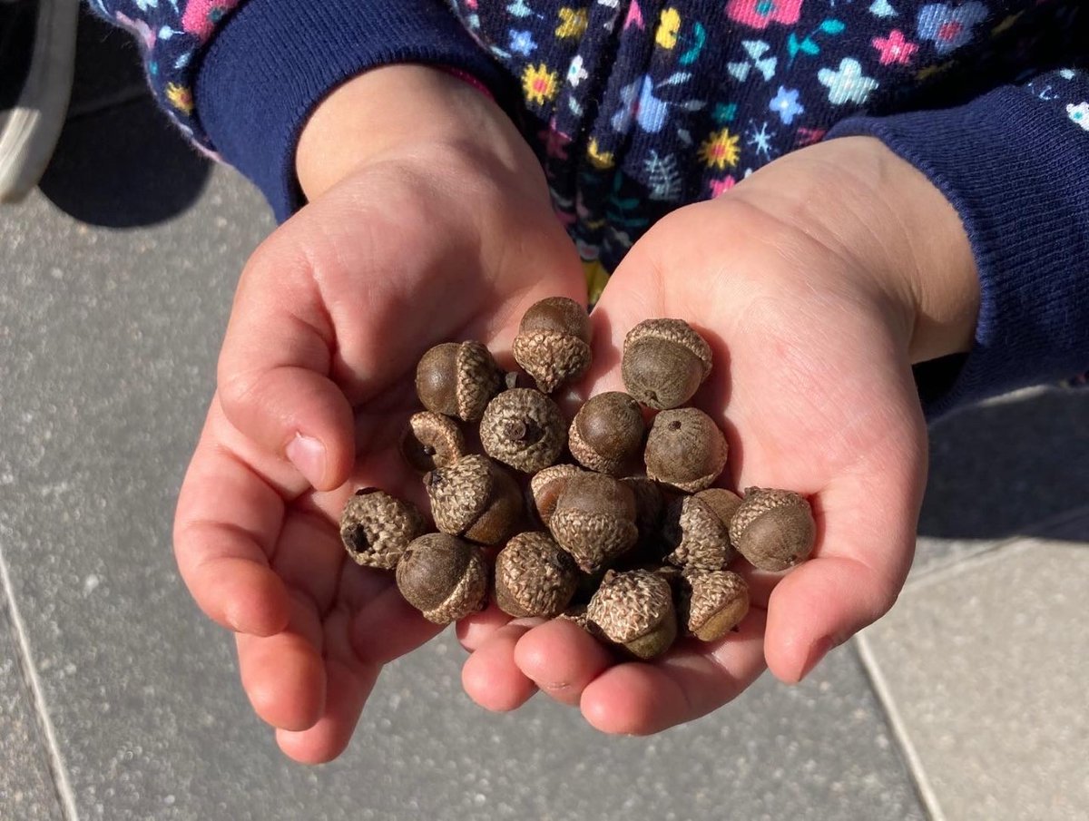 Tomorrows_Trees's tweet photo. From roots to river, we're leaving a legacy of thriving forests and clean water! Stay tuned for more ways to learn about the importance of seeds and trees for clean water! https://t.co/tVjJWE2EEY