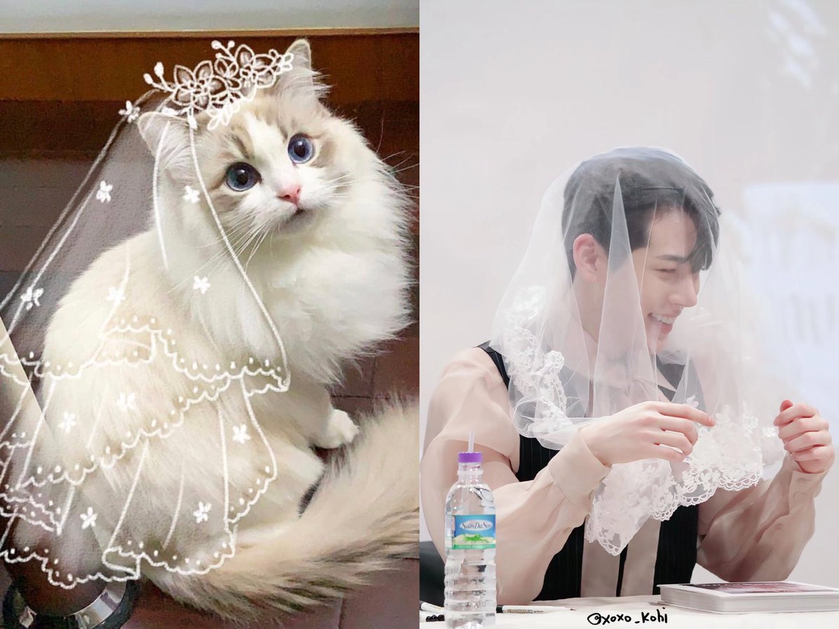 TidalLock_mm's tweet photo. 关于我猫塑儿儿上瘾这件事🐱🤩

#정현 #이정현 #Junghyun https://t.co/1WxgJ6z6NL