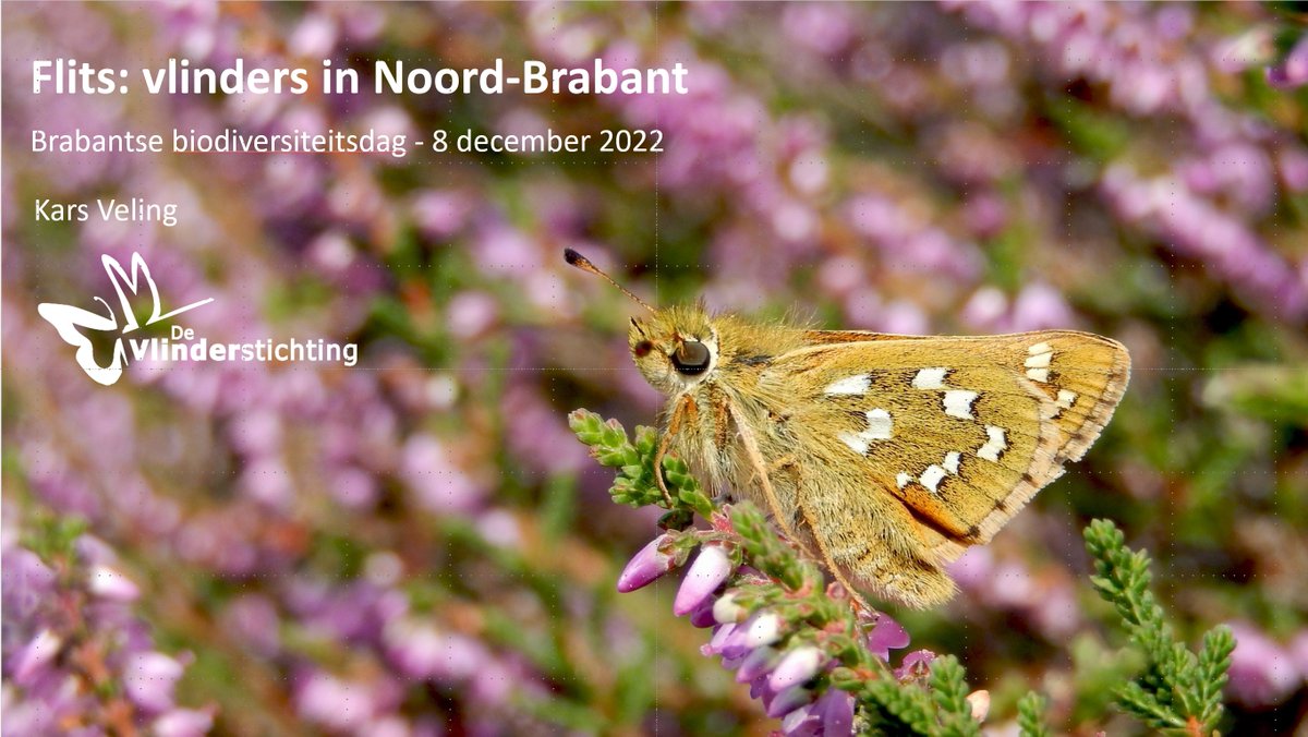 Morgen is weer Brabantse Biodiversiteitsdag live! ik begreep dat het vol is, meer dan 350 natuurliefhebbers, beheerders, beleidsmakers en vrijwilligers, maar is ook online! Collega @VelingKars geeft een flitspresentatie over de vlinders in Brabant. ravon.nl/symposiumbiodi…