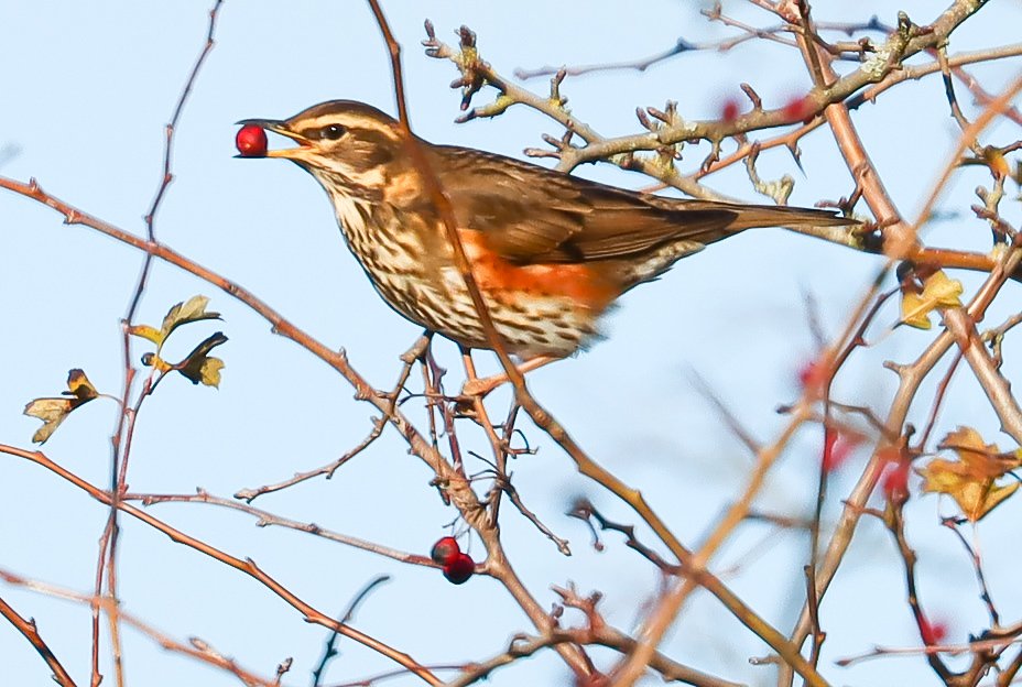 A few from my stroll over rainham marshes 📷 😊👌