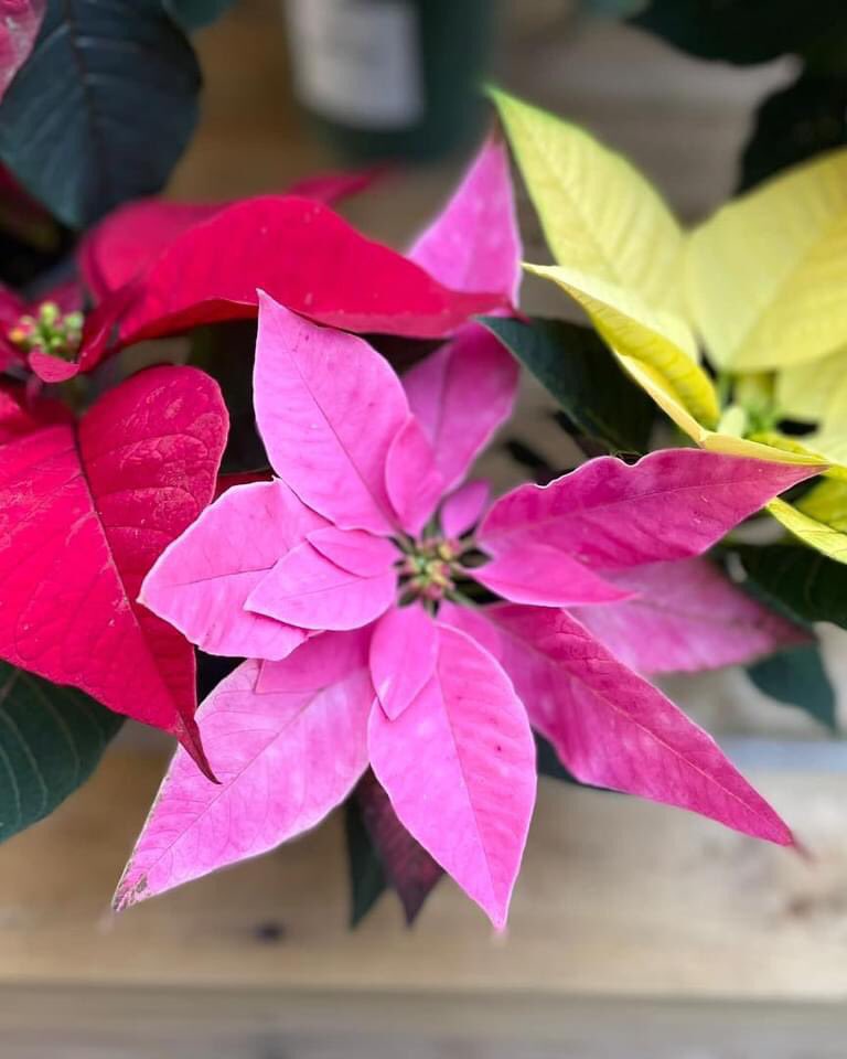 WoolpitPlants's tweet photo. Some lovely fresh British grown Poinsettias available at Woolpit Nurseries.
#christmasplants #poinsettia #woolpitnurseries https://t.co/CP6gVb1Nsh