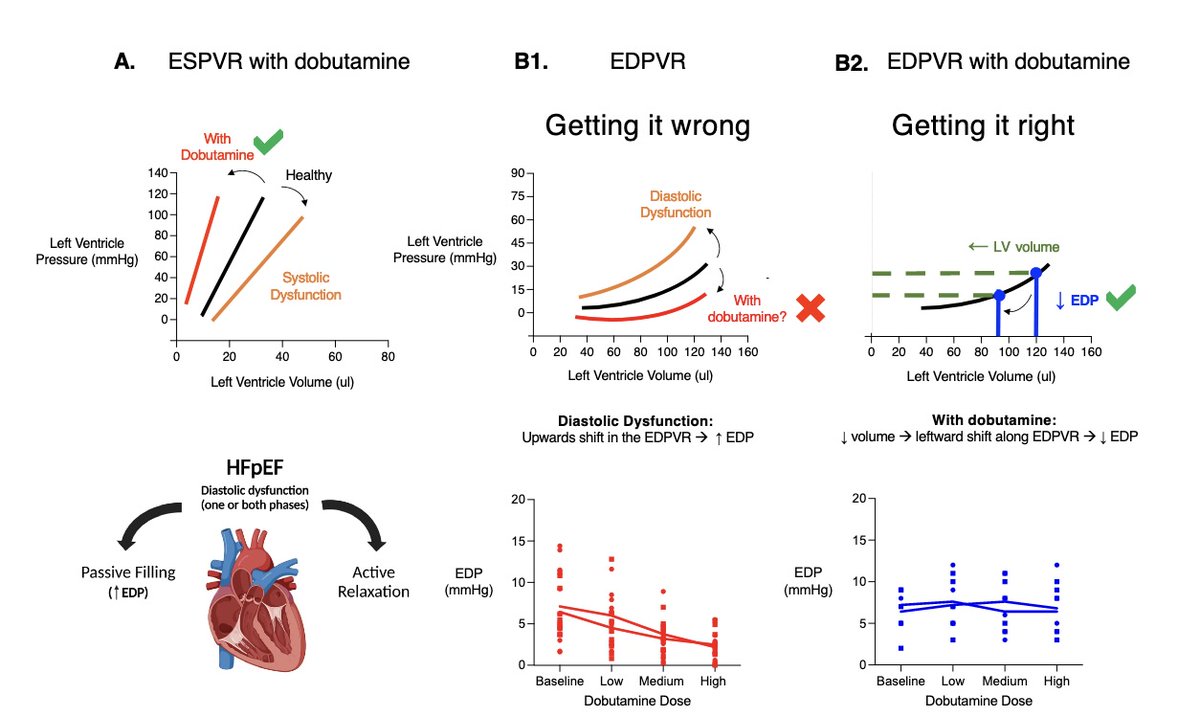 #ArticlesInPress: Assessing systolic and #diastolic reserves in male and female mice (Coyle-Asbil et al) ow.ly/Ox9950LXnR7 @prof_brunt @Jerm73 @jade_marrow96 @leslieogilvie @BrittanyEdgett @BridgetCoyleas @HoljakEmma @LilyDHopkinson1 @UofG_HHNS #HFpEF #diabetes #estrogen