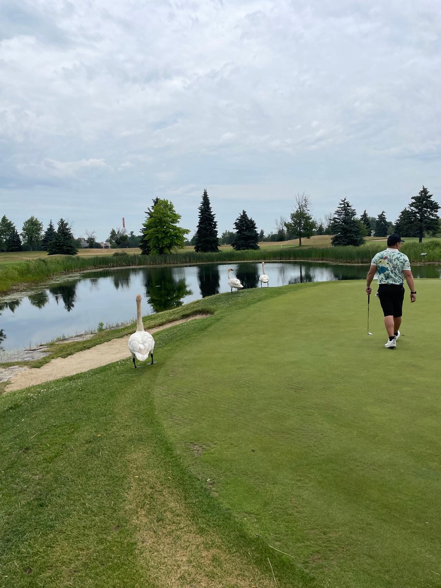 Spectators on the island green 🦢 

📍 @lionheadgolfclub