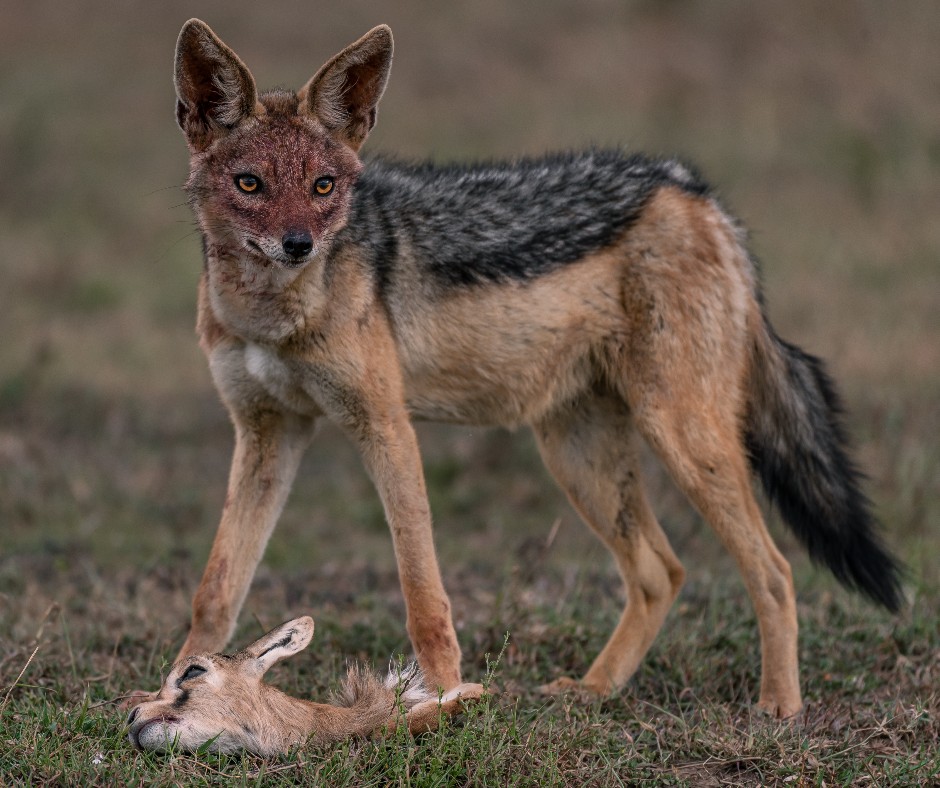Caution: graphic content warning.
 
Tenacious and clinically efficient; jackals are one of the most successful species in Africa and true survivalists of the wild.

Image credit: @riothephotographer / Ol Pejeta Conservancy

#OlPejeta #OlPejetaConservancy