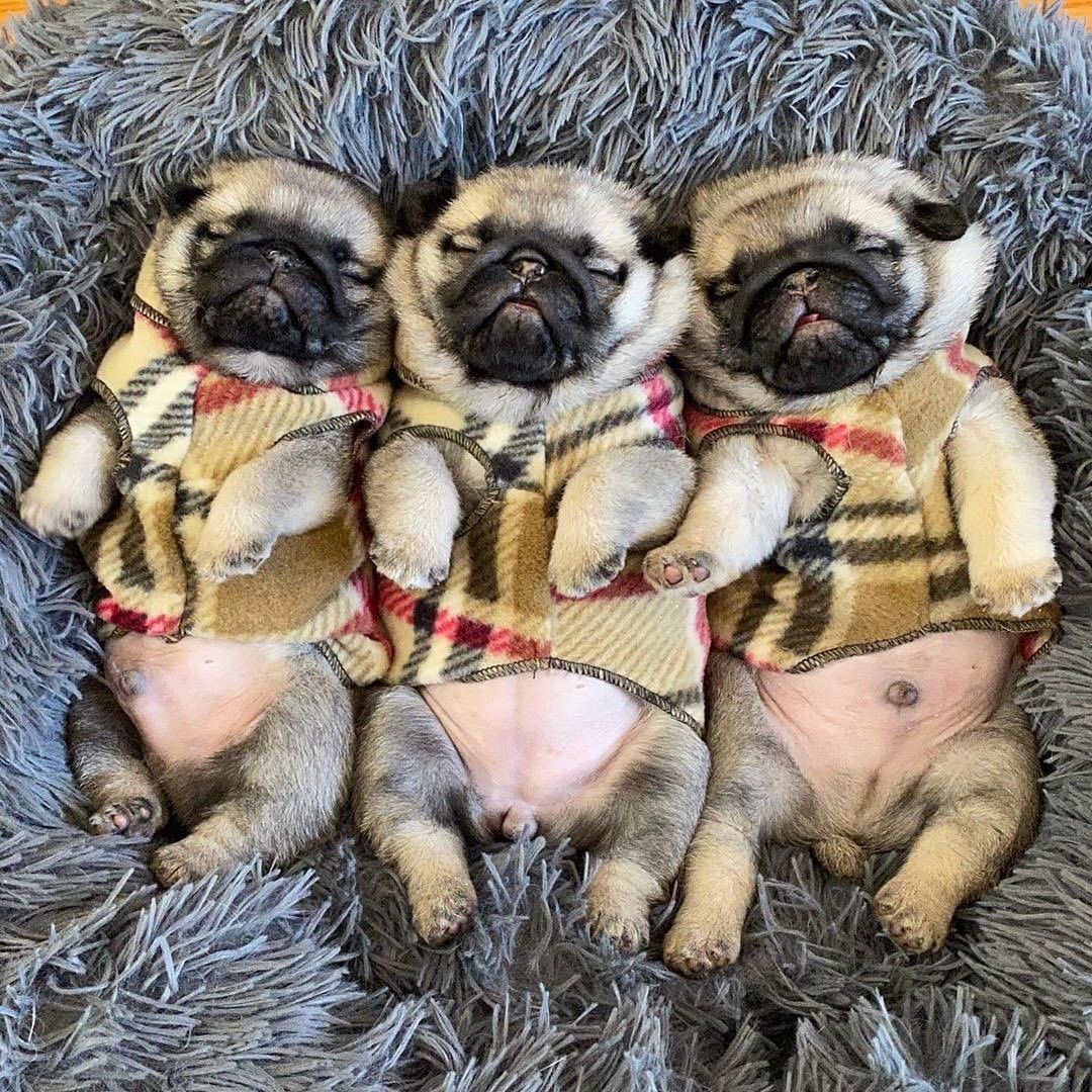 PugMom (@pug_o_holic) on Twitter photo 