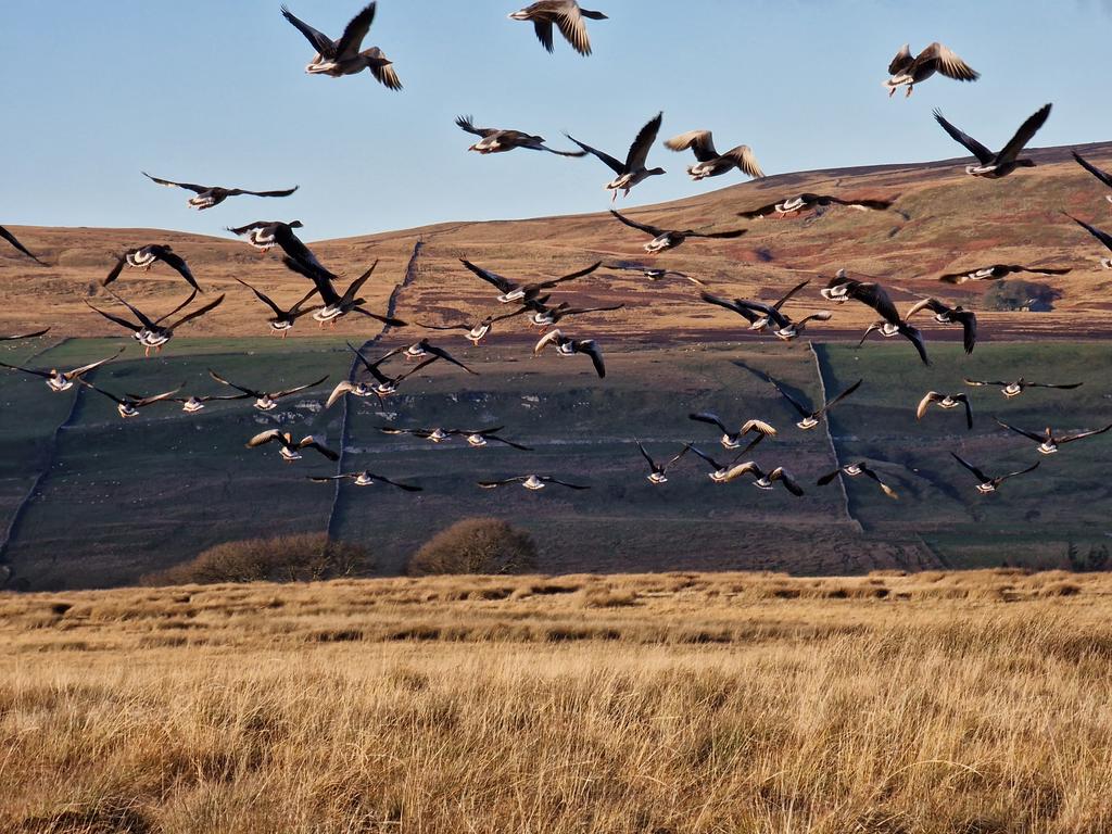 #Coverdale Greylags