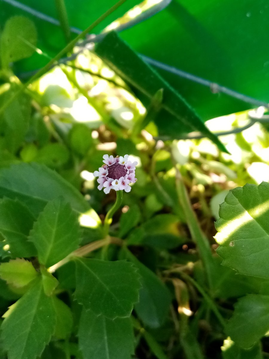 BeatrizChe3's tweet photo. Phyla Lanceolata🌱😍 https://t.co/HhJjAJa5PH