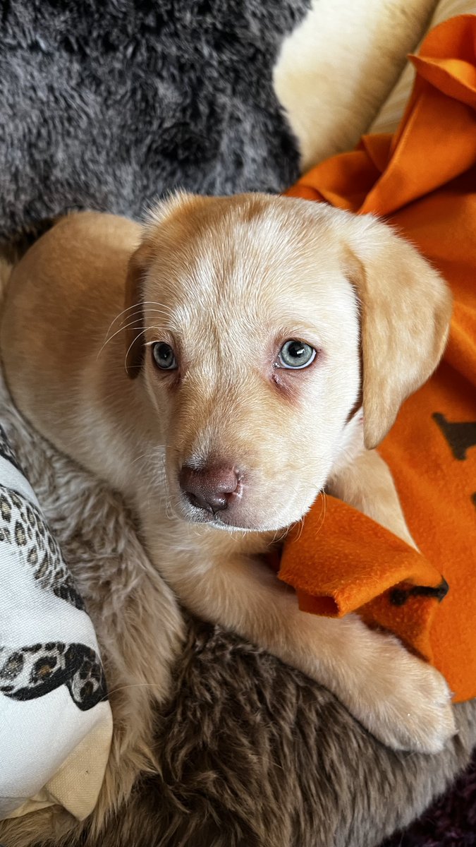 Nighthawk1973's tweet image. Do you love a pup. Look at my lovely new Labrador pup. Not telling to much. I will giveaway 10 Hay Day Farmpasses. Solve the crossword puzzle and guess the name! Go watch my video youtu.be/DletXEfnsz0 #HayDay #hayday