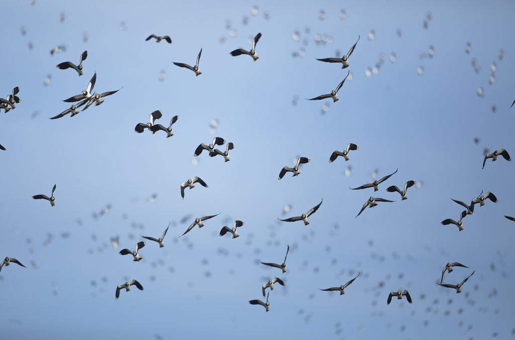 This familiar farmland bird has suffered significant declines recently and is now a Red List species. #RSPBRainham is the perfect place to discover more about this beautiful bird with your class on a Discovering Birds school trip bit.ly/rainhamschools