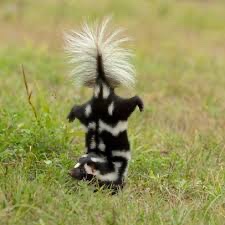 CrustopherP's tweet image. Omg my new pet is soooo cute he also smells really nice 👌 he loves doing hand stands to but he smells sooo good 👍