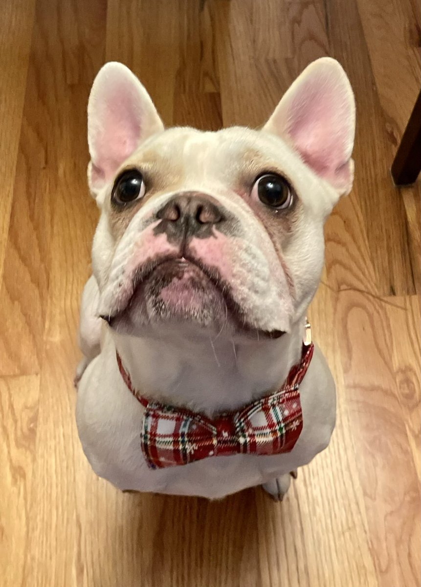shanes113's tweet photo. @LieutenantDans7 Please don’t leave the Braves!!  Our Frenchie is named Dansby and we love you!!  I am from ATL. ❤️❤️ https://t.co/7zSkbL8WBE