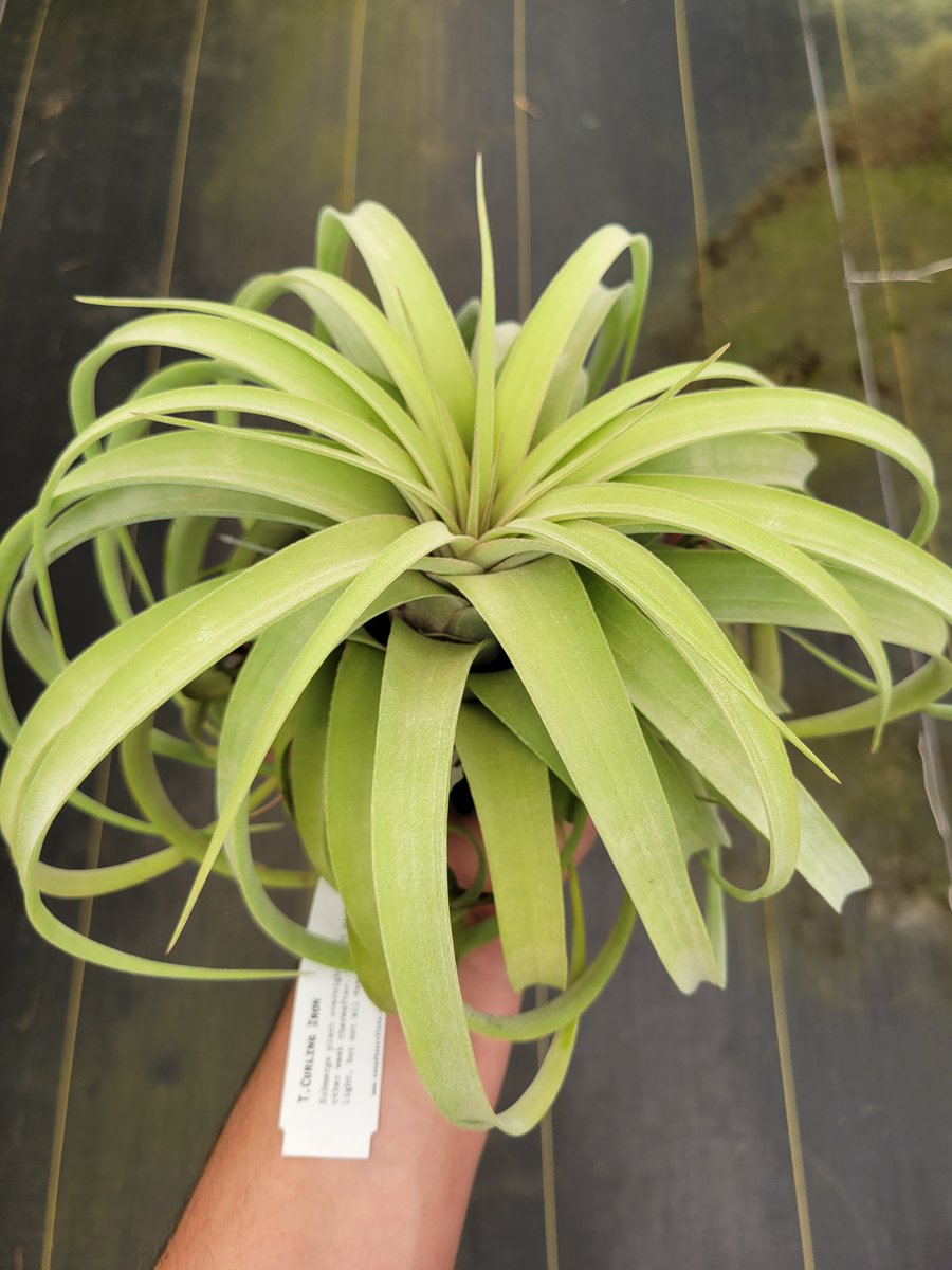 Rainforest Flora tweet media