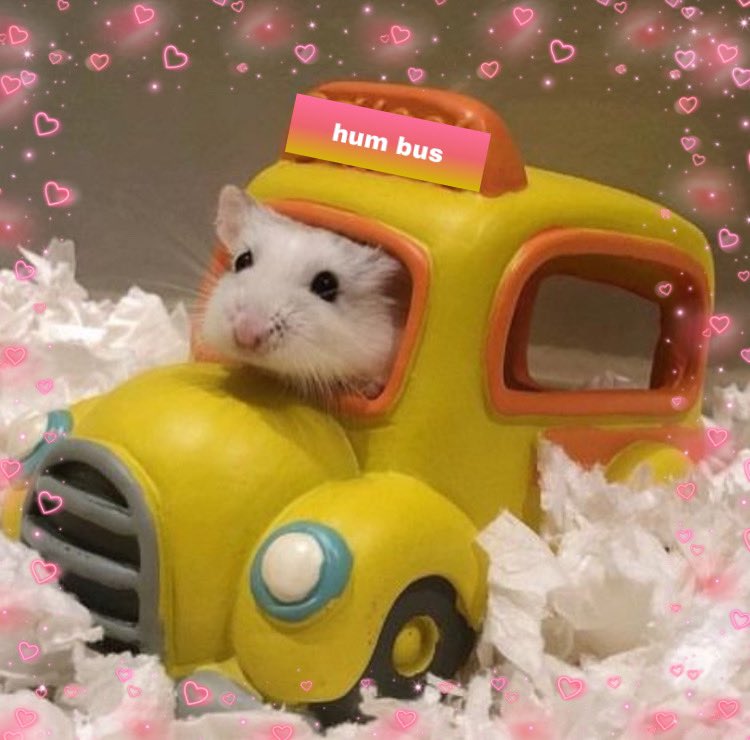 HumStir's tweet image. hi i, m hum stir , a hampser. but mi mom s a kity so , ya. #humtwt