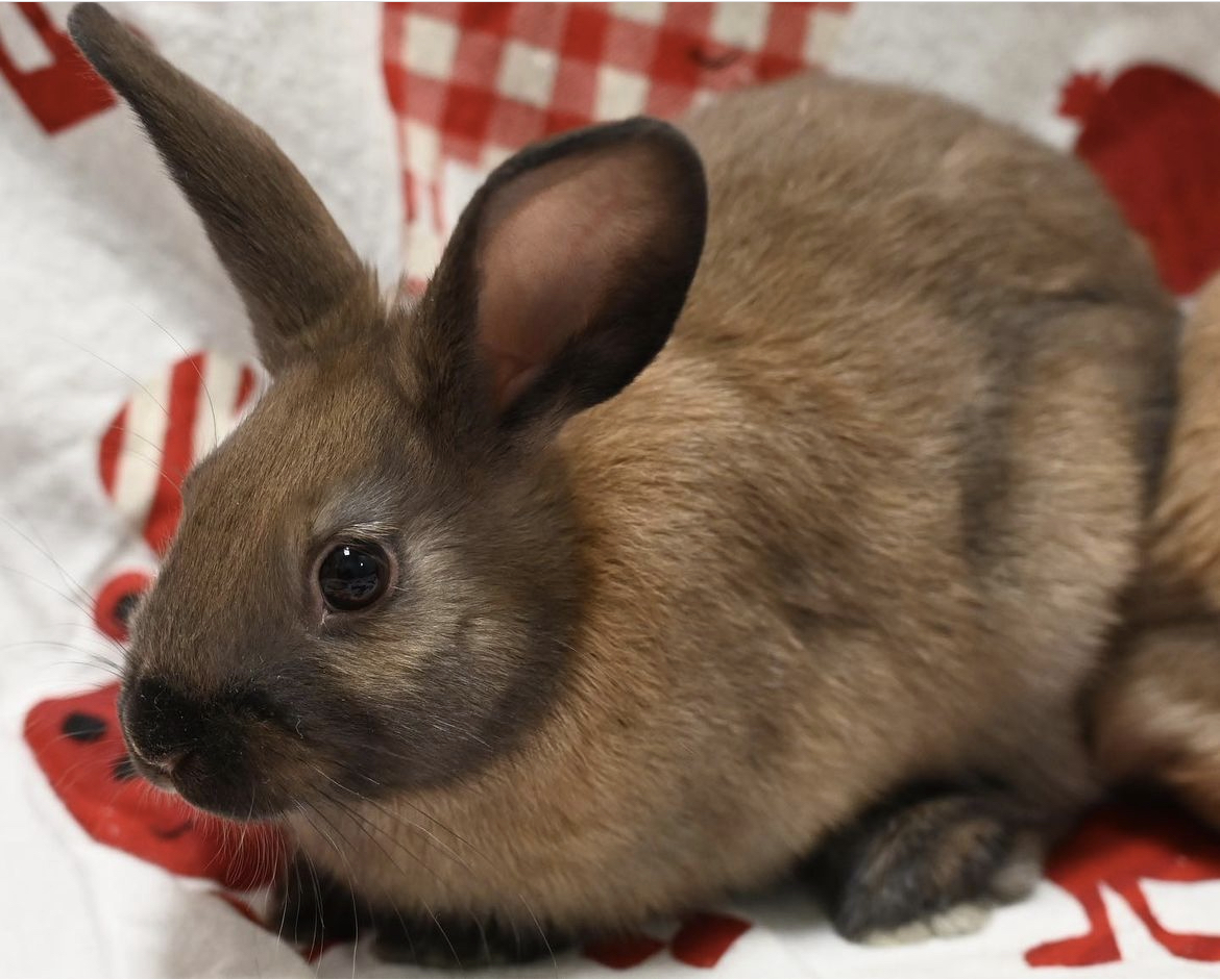 OntarioSPCA's tweet photo. What better to add to the holidays than some adorable buns??🐰  Help Donner, Comet, Tinsel, Belle, Stanley, and Lucinda find their furever ho-ho-homes this holiday season! Visit https://t.co/h5SOdXOKkO or email muskoka@ontariospca.ca for more info 😊  #iAdopt https://t.co/wowyuK8uoe