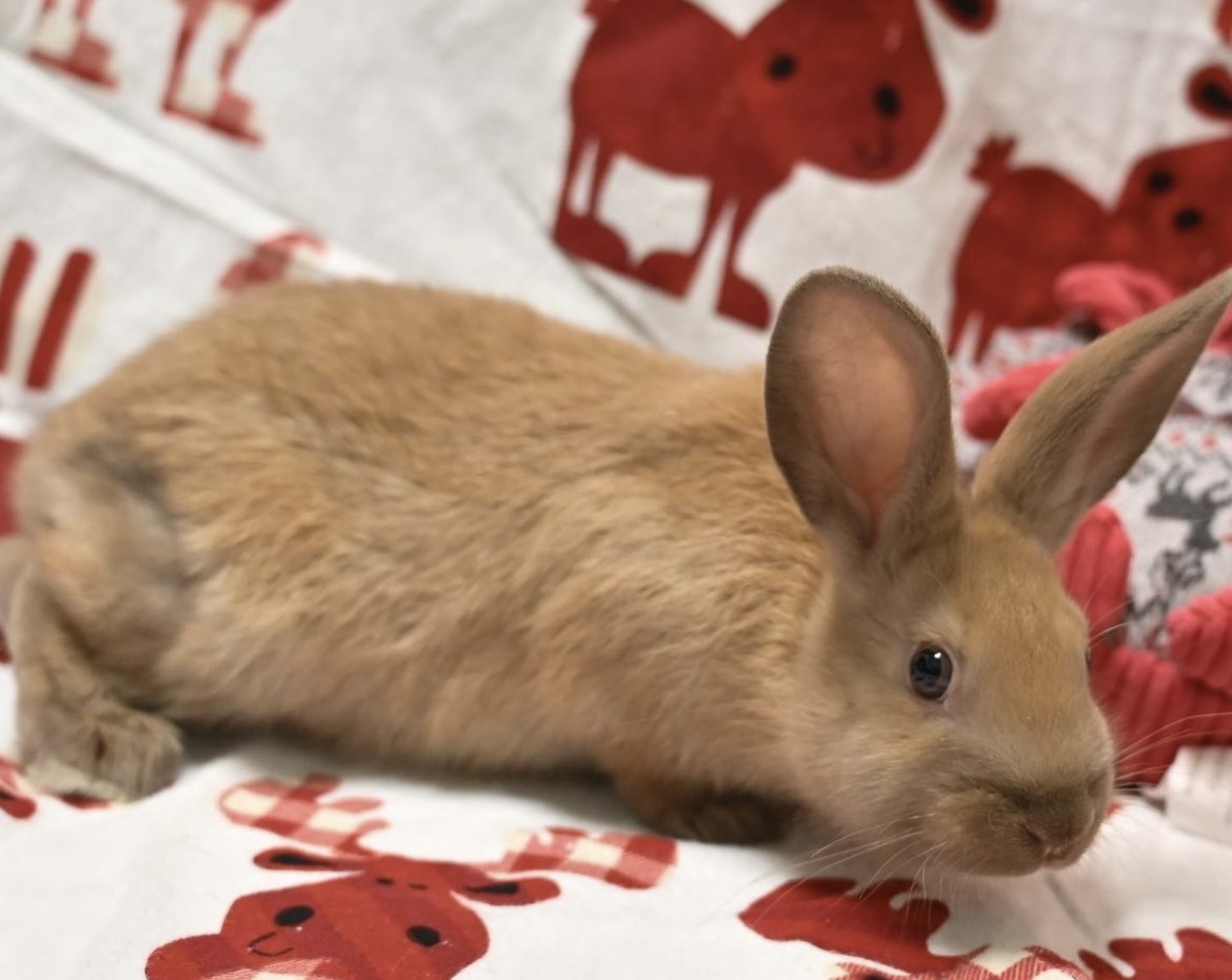OntarioSPCA's tweet photo. What better to add to the holidays than some adorable buns??🐰  Help Donner, Comet, Tinsel, Belle, Stanley, and Lucinda find their furever ho-ho-homes this holiday season! Visit https://t.co/h5SOdXOKkO or email muskoka@ontariospca.ca for more info 😊  #iAdopt https://t.co/wowyuK8uoe
