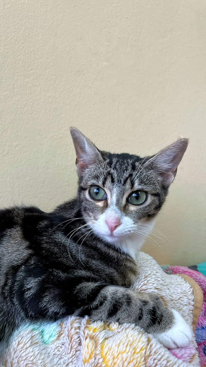 Refugio Animalea - Villamalea tweet media