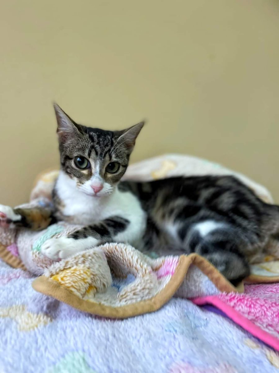 Refugio Animalea - Villamalea tweet media