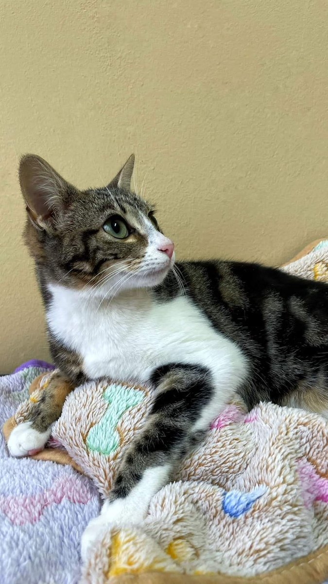 Refugio Animalea - Villamalea tweet media