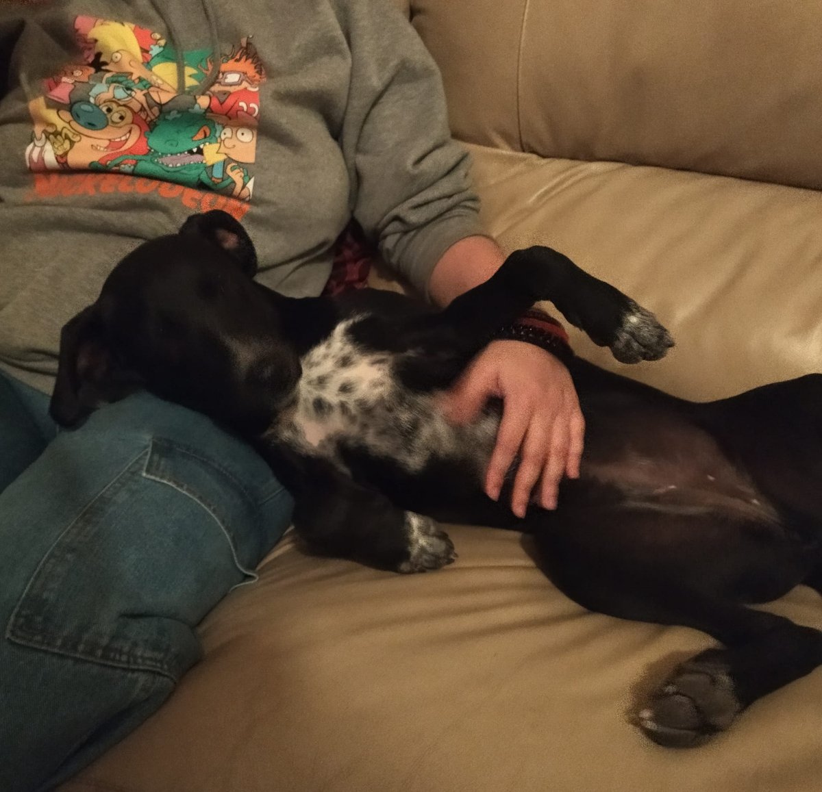 ZafiroProte's tweet photo. La adopción de Bala por desgracia cayó porque los adoptantes no querían pagar su tasa de adopción... No cobramos por los animales, el dinero de la tasa es para todo su protocolo veterinario, así que la peque va a necesitar mucha difusión 💔

📍 Murcia 📍
✈️ Puede viajar ✈️ https://t.co/1u2aGTHc0R