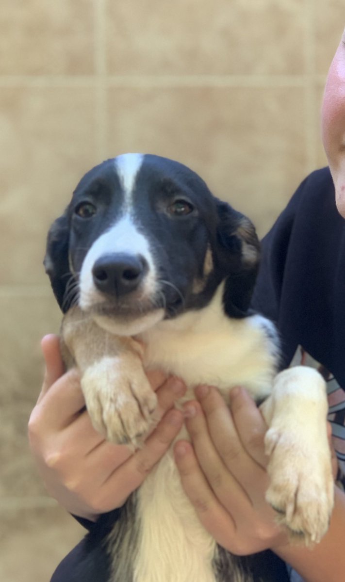 We are about to give up, 8 months old Billy is not getting any enquiries at all! Please help us find lovely Billy a home! #dogs #savealife