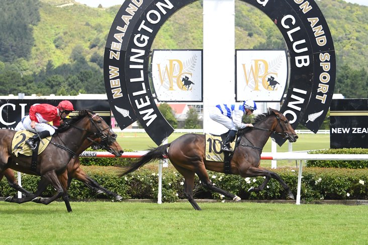 PencarrowStud's tweet photo. Raced by Sir Peter Vela, exciting #Pencarrow mare #PearlOfAlsace (NZ) (Tavistock) added a second victory to her perfect record with a highly impressive performance in Saturday’s $50,000 Hiremaster Premier (1600m) at Trentham.💙
📰: https://t.co/XC1jRbsPnr https://t.co/2vjh8we3ky