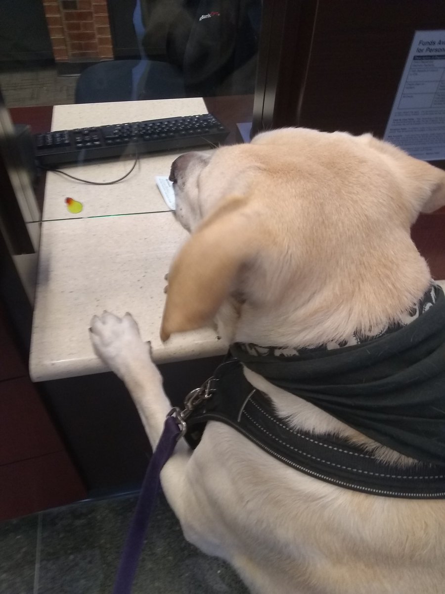 clarksonrulez's tweet photo. #King #dog #dogs #DogsThatDoTheirOwnBanking #deposit #Withdrew3Treats #DogsInBanks #CounterDog #rescue #LabPitMix Bank dogs > bodega cats. @pittsburgh_pets https://t.co/MgESExOCyh