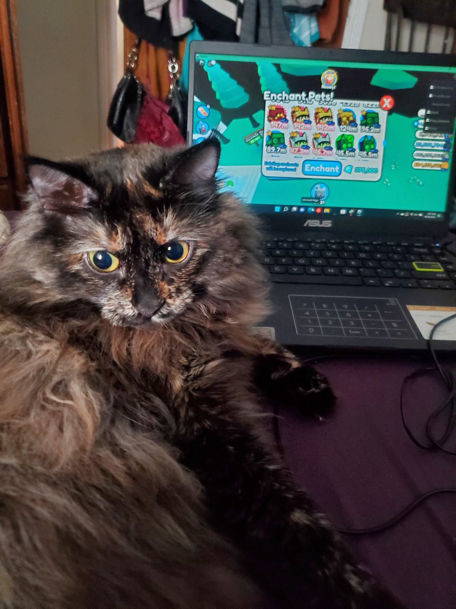ThisMiss's tweet image. My beautiful, fluffy helper.