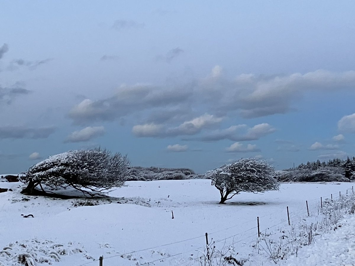 strafui  tweet media