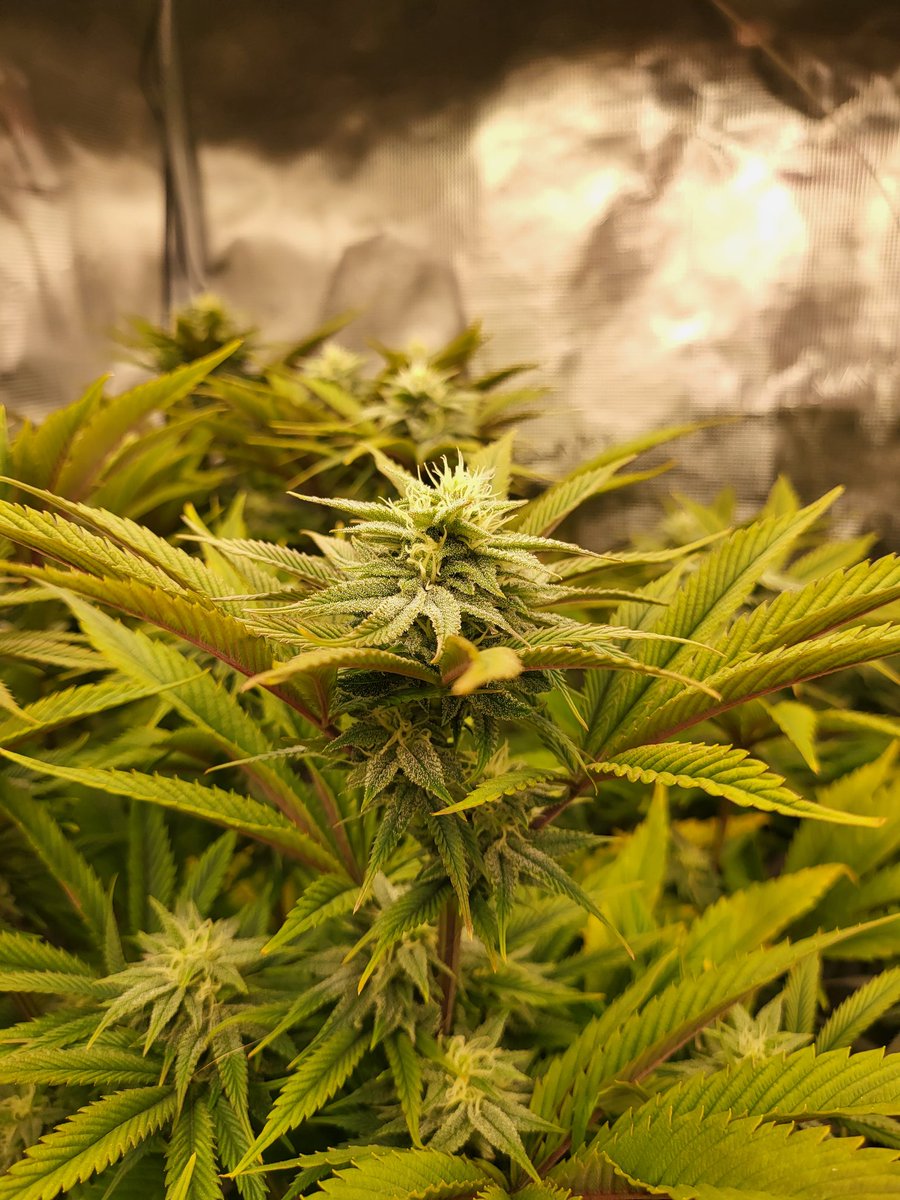 WBoH2020's tweet photo. Week 5, I'm loving the purple on the Pinkberry x wap, #mmj #growmo #growyourown https://t.co/yfYvr8ZobX