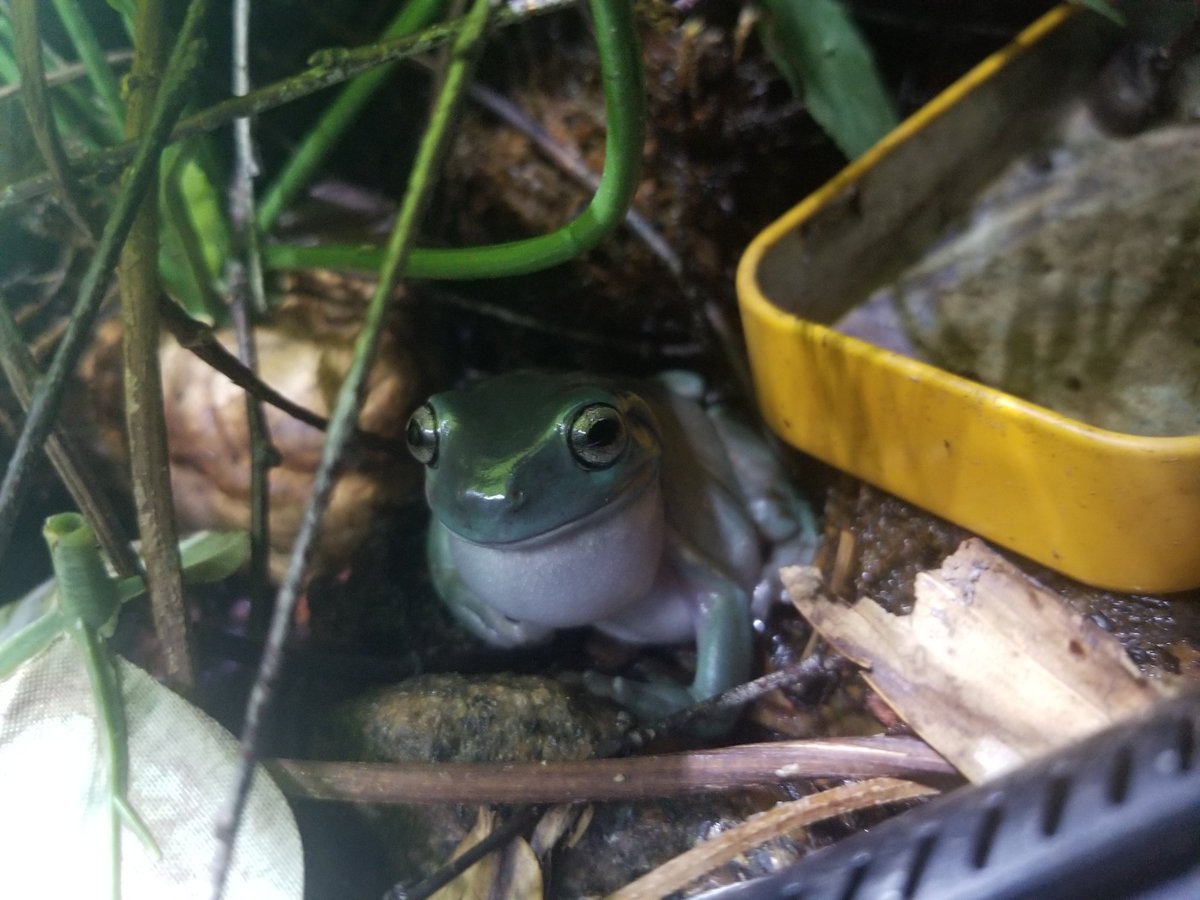 DabzMader's tweet photo. Random frog and Pleco pics I have before deleting https://t.co/yOH3d0Ji3B