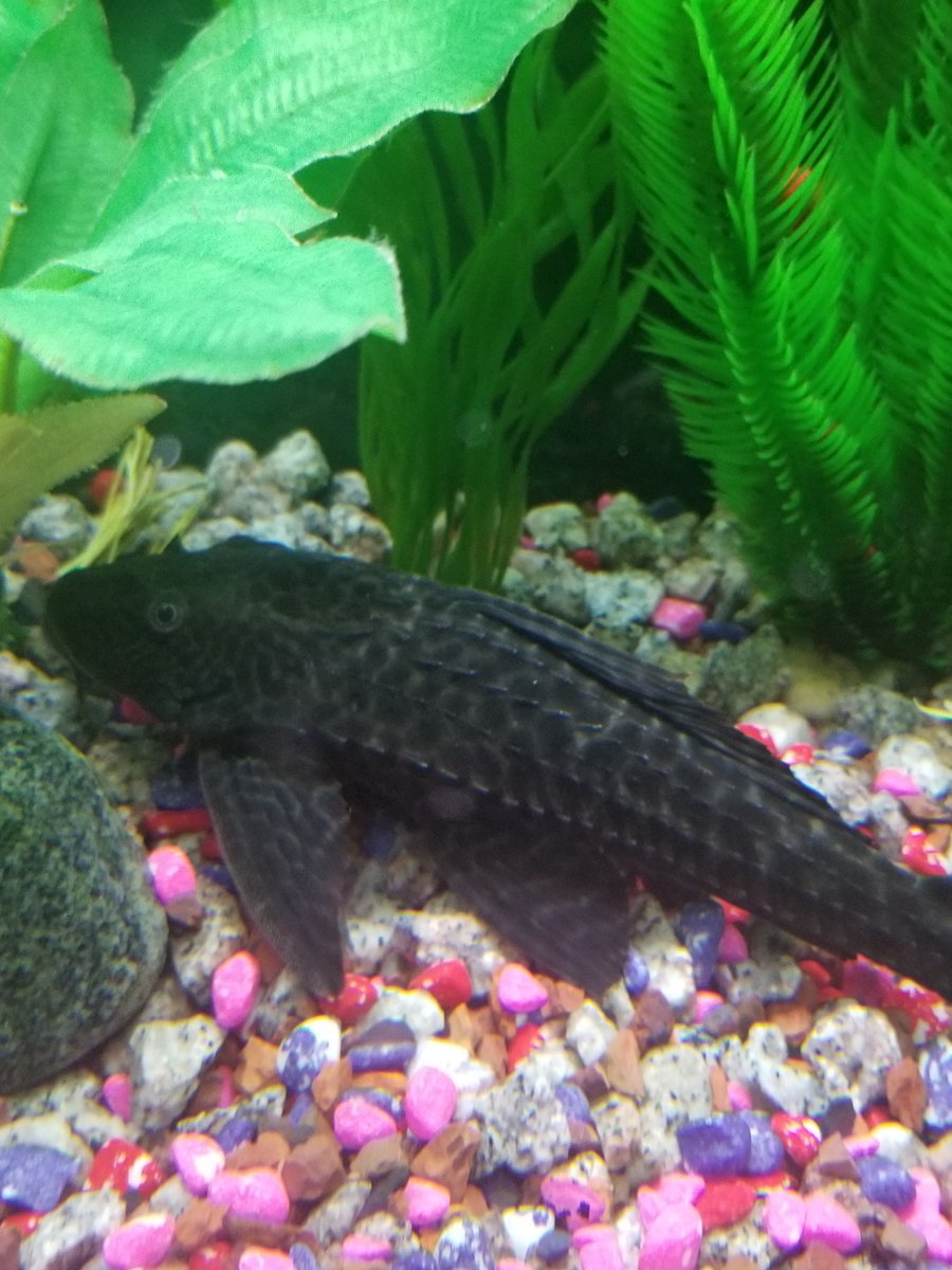 DabzMader's tweet photo. Random frog and Pleco pics I have before deleting https://t.co/yOH3d0Ji3B