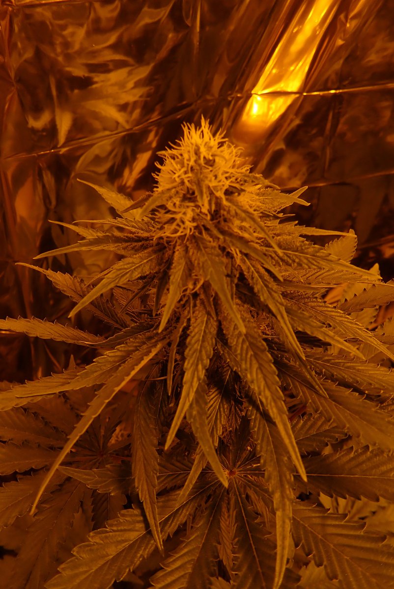 Davi45535429's tweet photo. #bubblefruit de @GeaSeeds en su 4 semana de floración, un espectáculo de genética. #autocultivo #autocultivomedicinal #cannabiscommunity #cannabismedicinal https://t.co/c9SLdlDD0P