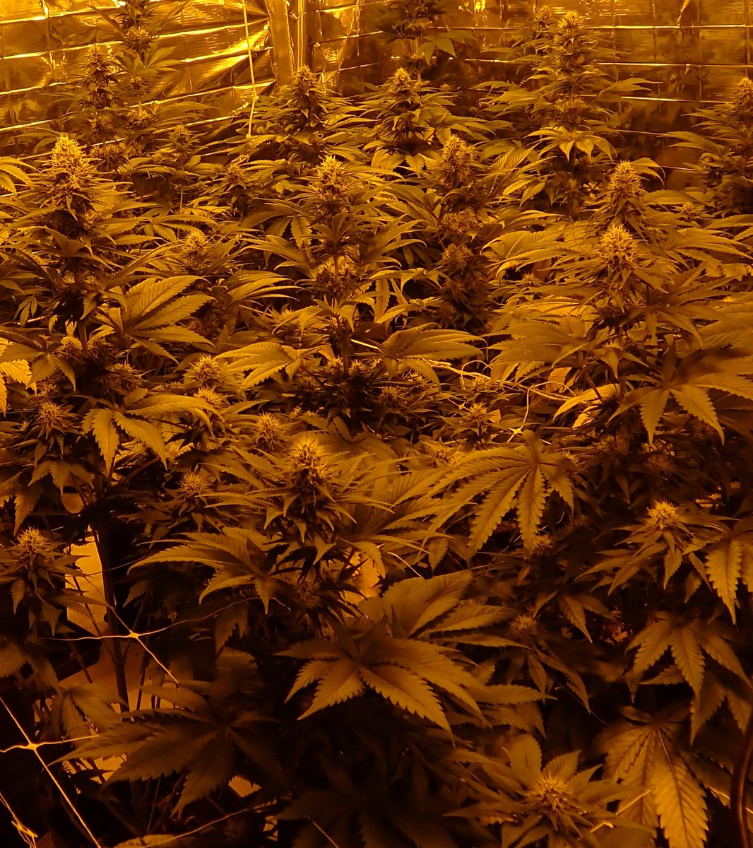 Davi45535429's tweet photo. #bubblefruit de @GeaSeeds en su 4 semana de floración, un espectáculo de genética. #autocultivo #autocultivomedicinal #cannabiscommunity #cannabismedicinal https://t.co/c9SLdlDD0P