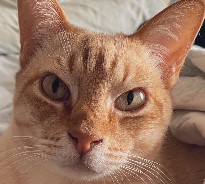 ValinVigo's tweet photo. #CatsOfTwitter #teambengal #australianmist #beinghelpful
Bigge halpin dis arvo as we writ ar cards an stuf.
Mite be few chooed wuns an wuns I’m addid sum floof to…
An I’m et de stamps! 👍👍👍😺😺 Luffs frum Vin xxx❤️❤️❤️ https://t.co/frybMj8s8t